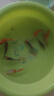 錦鯉活魚觀賞魚冷水魚淡水魚錦鯉活體魚苗錦鯉魚苗紅白錦鯉大型 紅白5條三色4條10-13cm 曬單實(shí)拍圖