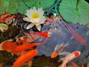 京厽德國碗蓮種子水培植物客廳室內好養荷花盆栽四季開(kāi)花睡蓮花苗濃香 精品睡蓮種子10顆已開(kāi)口顏色隨 曬單實(shí)拍圖