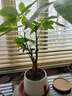 植男植女發(fā)財樹小盆栽植物室內(nèi)客廳中式禪意招財樹盆景辦公室綠植源頭直發(fā) 曬單實拍圖