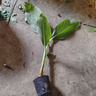 大葉綠植芭蕉樹苗觀賞芭蕉樹苗盆栽地栽耐寒抗旱四季常青帶土帶葉 大葉芭蕉苗 高20厘米(帶土帶葉) 曬單實(shí)拍圖