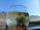 飛達(dá)三和圓形魚缸塑料一體成型仿玻璃防摔耐摔不壞客廳小型桌面生態(tài)缸 大號【超清8K高透/摔不碎/久用不糊】 曬單實拍圖