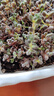 虹之玉多肉植物彩色系列紅色精品多肉辦公室室內陽(yáng)臺桌面 虹之玉5-6厘米【塑料盆栽好】 曬單實(shí)拍圖