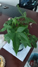 八芽盆栽發(fā)財樹植物室內(nèi)禪意招財樹盆景辦公室桌面綠植源頭直發(fā)包郵 五福發(fā)財樹-圓肚盆-密胺托盤 含盆 曬單實拍圖