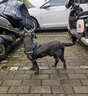 TRUELOVE狗狗牽引中大型犬金毛背心式胸背帶K9馬鞍式不含遛狗繩子拉布拉多 黑色（不含牽引繩） S-胸圍49-67cm建議體重7-15kg 曬單實拍圖