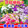 花卉種子花籽四季種易活四季開(kāi)花室外鮮花盆栽種植庭院室內多年生 康乃馨種子 500克（更實(shí)惠） 曬單實(shí)拍圖