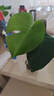 龜背竹盆栽水培大葉四季長青花卉綠植四季好養(yǎng)活清晰空氣臥室老樁 龜背竹15-20厘米2-3顆 曬單實拍圖