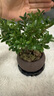 八芽 小葉赤楠盆景擺件室內(nèi)綠植花卉盆栽老樁客廳辦公室桌面好養(yǎng)植物 （【熱銷款】舍得紫砂盆赤楠+苔蘚+底座） 曬單實(shí)拍圖