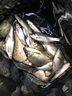 野營(yíng)者黑戰神29升防刮釣箱全套新款多功能釣魚(yú)箱魚(yú)桶垂釣競技釣箱 29L 帶輪單炮臺【雙軌道升級款+方盒+支架】 曬單實(shí)拍圖