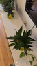 花行榜觀音竹富貴竹水培植物桌面盆栽花卉綠植 觀音竹+冬瓜瓶源頭直發(fā) 曬單實拍圖
