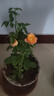 果汁陽臺(tái)月季花苗四季開花卉盆栽綠植物室內(nèi)花易活玫瑰帶花苞庭院 果汁陽臺(tái)【大花濃香，月月開分枝多】 【帶花苞】【盆口徑15cm】原盆冠25高35 曬單實(shí)拍圖