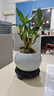 幼薇富貴竹室內(nèi)植物節(jié)節(jié)高桌面綠植帶根好養(yǎng)步步高花卉文昌竹客廳盆栽 富貴竹叢林+白色琉璃盆+圓形底盤 帶盆栽好 曬單實(shí)拍圖