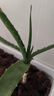 看匠 日本木立蘆薈龍爪菊植物盆栽室內陽(yáng)臺多年生可食用多肉花卉植物 高度40-45厘米 曬單實(shí)拍圖