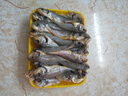 海云馨小黃魚 新鮮冷凍海鮮深海黃花魚 活魚速凍燒烤食材 【新鮮海捕】深海小黃魚4斤 曬單實拍圖