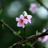 【全網(wǎng)低價】國譽(KOKUYO)B5活頁紙Campus活頁本替芯筆記本子活頁紙內(nèi)頁 5mm方格 50張/本 1本 WCN-CLL1514N 曬單實拍圖
