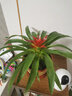 種花迷鴻運(yùn)當(dāng)頭盆栽花卉植物室內(nèi)花客廳鳳梨水培綠植大全 鴻運(yùn)當(dāng)頭【早 鴻運(yùn)當(dāng)頭【簡(jiǎn)易盆】 曬單實(shí)拍圖