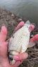 LZJV魚漂套裝全套日夜兩用浮漂高靈敏加粗醒目野釣浮漂輕口鯽魚漂漂盒 9支白天漂+3支電子漂【水中仙】 曬單實(shí)拍圖