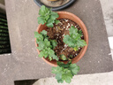 菊花苗四季開花菊花盆栽地栽可食用室內(nèi)外陽臺好養(yǎng)耐寒熱菊花小苗 菊花小苗 【5顆裝】混色不重復 曬單實拍圖