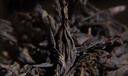 正山堂紅茶 妃子笑武夷山正山小種特級3g袋裝 茶葉品鑒裝 荔枝香 曬單實拍圖