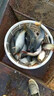 鯉魚(yú)餌料春夏釣野釣黑坑專(zhuān)攻鯉魚(yú)爆護餌料誘食劑鯉魚(yú)專(zhuān)用誘魚(yú)餌料 鯉魚(yú)專(zhuān)用餌料 曬單實(shí)拍圖