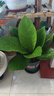 聚寶盆大葉綠植鳥(niǎo)巢花燭盆栽客廳招財(cái)水培植物室內(nèi)好養(yǎng)花卉發(fā)財(cái)樹(shù) 1顆聚寶盆（40~50cm）大號(hào) 帶盆種好 曬單實(shí)拍圖