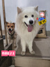麥富迪 狗糧 藻趣兒通用全價(jià)犬糧小中大型犬泰迪柯基金毛拉布拉多 【熱銷】成犬糧40斤裝 曬單實(shí)拍圖