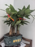 聽雪樓三桿發(fā)財樹盆栽桌面綠植擺件室內(nèi)辦公室客廳植物新房花卉 三桿發(fā)財樹+招財進寶盆【冰裂藍釉】 含（吊牌+陶粒） 曬單實拍圖