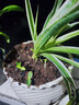 新品綠植金邊金心吊蘭濃香重瓣大花綠植花卉四季開花盆栽凈化空氣 紅吊蘭（當年開花） 曬單實拍圖