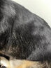 富美內(nèi)特（FURminator）梳子寵物去浮毛底絨梳狗狗梳毛專用狗毛梳子長毛大型犬 曬單實(shí)拍圖