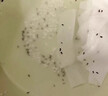 SHKAMAHA米蟲(chóng)殺蟲(chóng)劑家用糧食大米神缸米箱米桶防蟲(chóng)器廚房去除滅米象蟲(chóng)專(zhuān)用 一瓶裝 曬單實(shí)拍圖