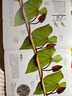 DK植物大百科（新版）典藏級(jí)植物圖譜 探索植物秘密 京東自營(yíng)正版 曬單實(shí)拍圖