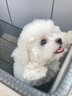 純種比熊幼犬小型犬米奇耳比熊犬飛耳比熊法國卷毛小體型活寵物狗 血統(tǒng)級 精品比熊 公 曬單實拍圖