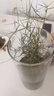 MPPMCK觀音竹 水培米竹水培魚缸玻璃瓶帶根苔蘚球植物室內(nèi)禪意盆栽鳳尾 水培款15根苔蘚球翡翠觀音竹25cm 曬單實(shí)拍圖