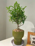 雅花匠清香胡椒木盆栽家里室內客廳辦公室綠植好養活四季花卉驅蚊草植物 清香胡椒木【抹茶燭盞盆】 帶盆栽好 曬單實(shí)拍圖