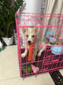 柒哦狗狗玩具耐咬磨牙繩結(jié)金毛中大型犬泰迪幼犬狗解悶互動(dòng)寵物玩具 胡蘿卜款 曬單實(shí)拍圖
