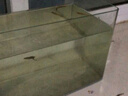 高清熱彎浮法透明玻璃魚(yú)缸客廳家用造景裝飾生態(tài)中小型生態(tài)金魚(yú)缸 熱彎魚(yú)缸-送禮品 長(cháng)30*寬18*高20cm 曬單實(shí)拍圖