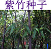 譽(yù)滿(mǎn)園（yumanyuan）竹子種子毛竹種子青竹苗紫色竹子紫竹種子楠竹小葉金鑲玉竹種子 曬單實(shí)拍圖