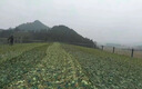防航拍迷彩網(wǎng)偽裝網(wǎng)防衛(wèi)星遮擋網(wǎng)防偽網(wǎng)山體遮蓋綠化網(wǎng)戶外遮陽(yáng)網(wǎng) 雙層2米X3米（雙層加厚） 曬單實(shí)拍圖
