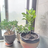 營養(yǎng)土養(yǎng)花專用通用型種菜盆栽土壤種植土種花花土多肉土肥料家用 正牌配方營養(yǎng)土10斤(養(yǎng)根促花） 曬單實拍圖