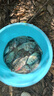 太宇嫩玉米顆粒餌鯽魚(yú)鯉魚(yú)100g掛鉤掛餌玉米粒打窩釣草釣魚(yú)餌 曬單實(shí)拍圖