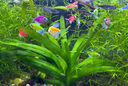 吉品鴻魚飼料豐年蝦卵脫殼幼魚苗開口魚糧小型燈科魚斗魚通用魚食100克 曬單實拍圖
