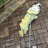 嬉皮狗（hipidog）寵物狗狗雨季外出可牽引反光條四腳防水雨衣可愛小恐龍造型狗專用 蒂安綠【3XL-8XL沒有牽引扣】 2XL （建議體重15-20斤） 曬單實拍圖