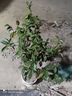 含笑樹(shù)苗盆栽庭院陽(yáng)臺四季濃香型帶花苞室內花卉觀(guān)花植物室內花苗 五年苗花多叉多 不含盆 曬單實(shí)拍圖