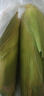 粵迎云南金銀水果玉米新鮮甜玉米現(xiàn)摘玉米棒生鮮蔬菜可生吃火鍋食材 5斤精選裝【果農(nóng)手挑】凈4.8斤 曬單實拍圖