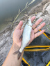 龍王恨釣箱煉匠29L大容量釣魚(yú)箱多功能四腳升降帶全套配件競(jìng)技漁具箱 29L 煉匠釣箱-基礎(chǔ)配件+三件套+拉餌盤(pán)+傘架 曬單實(shí)拍圖