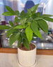 施聚農發(fā)財樹專用營養(yǎng)液葉子發(fā)黃掉葉植物再生劑黃葉枯葉爛根專用芍藥C 1盒裝【7支】無贈送 曬單實拍圖