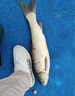 釣魚(yú)王今晚吃魚(yú)藻腥餌料海藻配方野釣套餐濃腥鯽鯉草魚(yú)餌 各1包 曬單實(shí)拍圖
