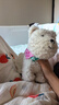 babycare電動(dòng)毛絨玩具娃娃玩偶生日禮物西高地【帽子和三角巾】 曬單實(shí)拍圖