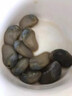 鮮喜利泥螺即食罐裝黃泥螺鮮活特大醉泥螺生腌舟山特產(chǎn)寧波海鮮海螺無沙 【特大號醉泥螺】 300g 曬單實拍圖