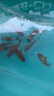 長尾大紅草金魚鳳尾活魚冷水觀賞魚好養(yǎng)耐活淡水魚紅草魚短尾草金 6-8cm紅草金10條 曬單實(shí)拍圖