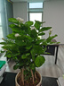 京云夢茉莉花盆栽地栽花卉四季好養(yǎng)綠植觀花植物茉莉奶油豎紋盆源頭直發(fā) 曬單實拍圖